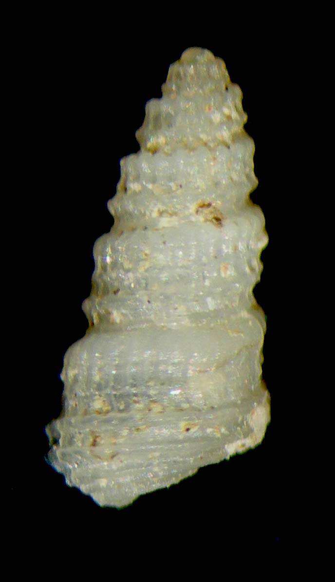 menestho excavata ???????????